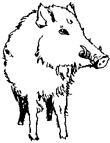 Picture of hog