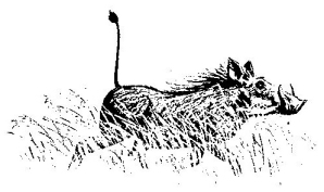 Picture of small running hog