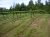 View of the Estate Vineyard in late spring