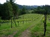 View of the Estate Vineyard in late spring